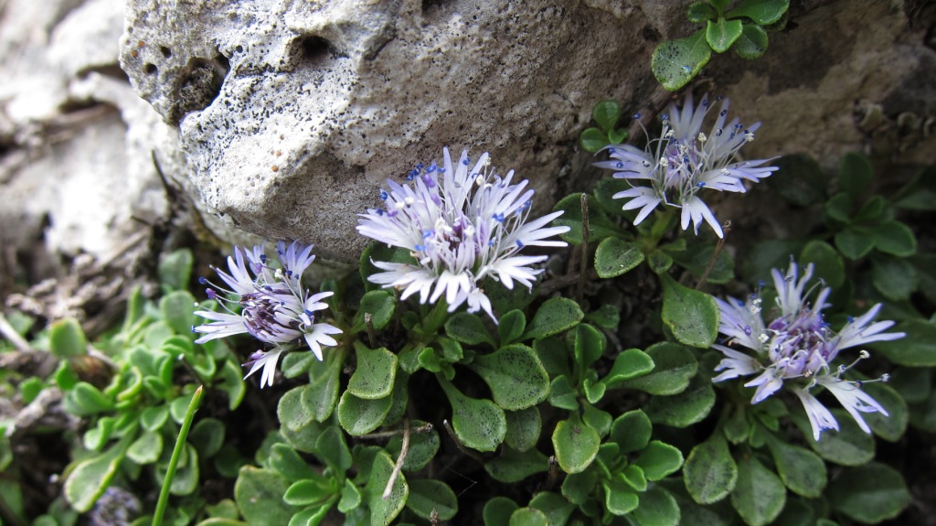 Globularia cordifolia subsp. neapolitana